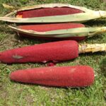 Buah Merah (Pandanus conoideus) | Dok. Pegaf.com