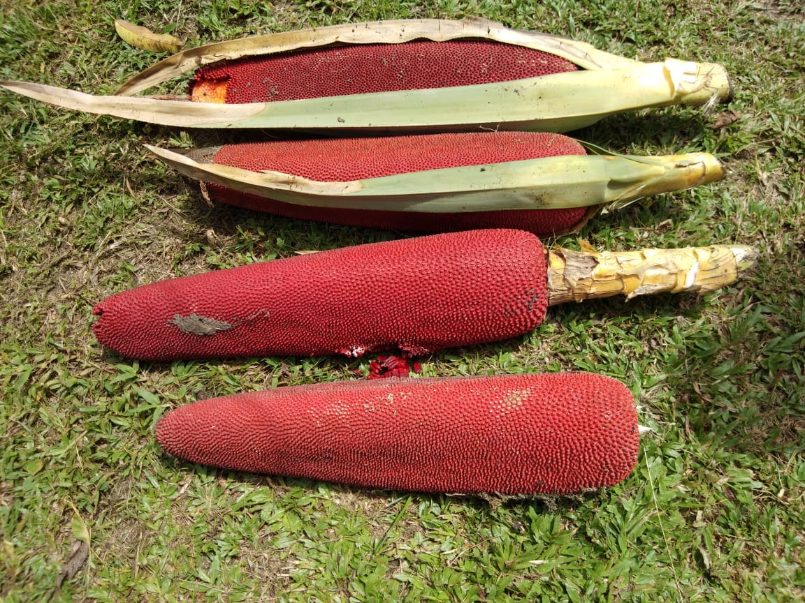 Buah Merah (Pandanus conoideus) | Dok. Pegaf.com